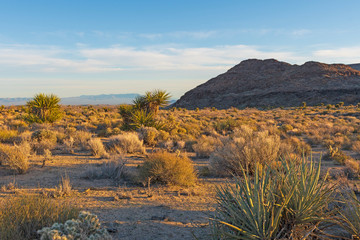 Evening Light in the Mojave Desert