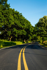 Fototapeta premium empty forest road