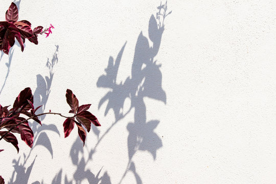Purple Eranthemum pink flower with shadow on wall