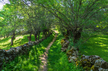 A path between the forest and the grass in spring