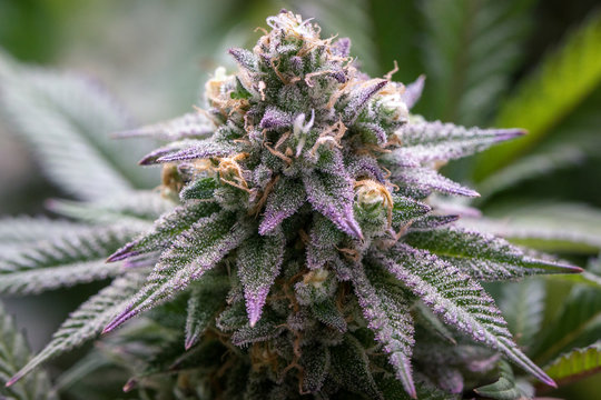 HERB