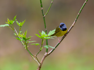 Mourning Warbler Perched on Tree Branch in Spring