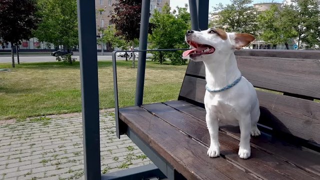 Dog Enjoying The Park on Swing