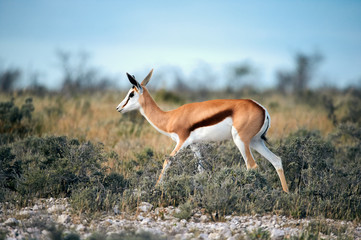 Young springbok (Antidorcas marsupialis) walking in the savannah.