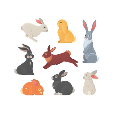 Different breeds of cute rabbits vector illustration.