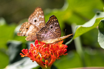 The lush vegetation of the Botanical Garden of Rio de Janeiro in the Brazilian autumn.