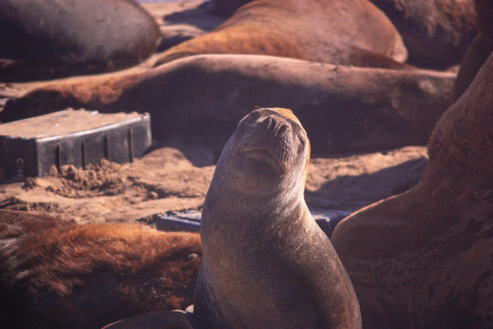 Lobito