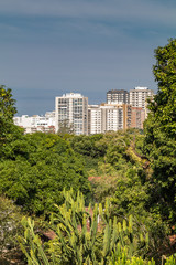 Fototapeta premium The lush vegetation of the Botanical Garden of Rio de Janeiro in the Brazilian autumn.