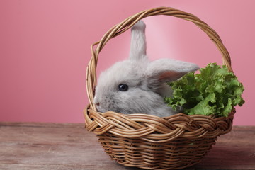 Cute Grey Rabbit in a Basket with Green lettuce