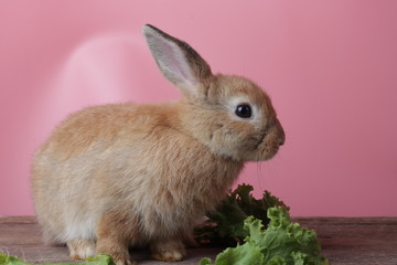 sweet brown fluffy rabbit on pink background