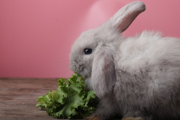 Cute Grey Rabbit is eating Lettuce on Grey Background