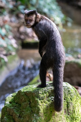 The monkey-prego species of primates very common in the Botanical Garden of Rio de Janeiro. They belong to the Sapajus class, a genus of South American primates.