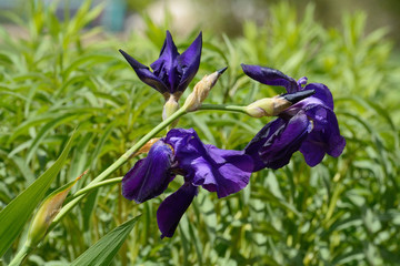 Purple iris flowers and buds on stem blooming in green garden