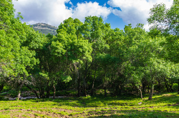 Forest, meadows and mountains in spring