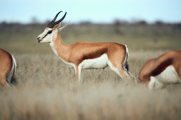 Adult male springbok  (Antidorcas marsupialis) walking in the savannah.