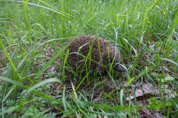 Gray Hedgehog runs in green grass  in the forest. Small European mammal with spiny hairs on its back. Hedgehog in motion. Selective focus. Wildlife, nature background