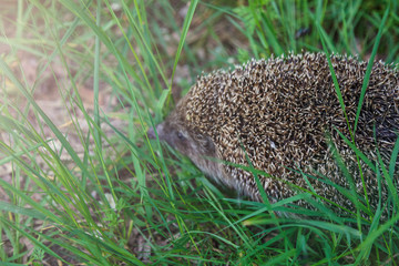 Gray Hedgehog runs in green grass  in the forest. Small European mammal with spiny hairs on its back. Hedgehog in motion. Selective focus. Wildlife, nature background