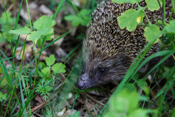 Gray Hedgehog runs in green grass  in the forest. Small European mammal with spiny hairs on its back. Hedgehog in motion. Selective focus. Wildlife, nature background