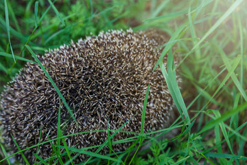 Gray Hedgehog runs in green grass  in the forest. Small European mammal with spiny hairs on its back. Hedgehog in motion. Selective focus. Wildlife, nature background