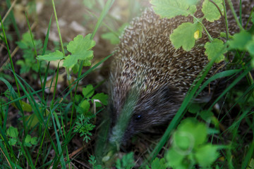 Gray Hedgehog runs in green grass  in the forest. Small European mammal with spiny hairs on its back. Hedgehog in motion. Selective focus. Wildlife, nature background