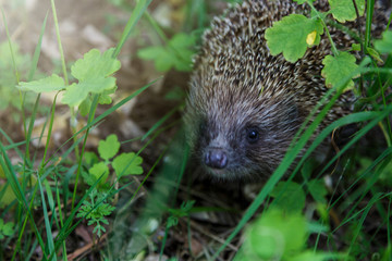 Gray Hedgehog runs in green grass  in the forest. Small European mammal with spiny hairs on its back. Hedgehog in motion. Selective focus. Wildlife, nature background