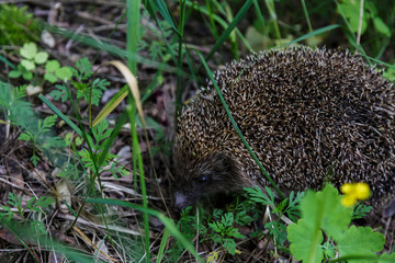 Gray Hedgehog runs in green grass  in the forest. Small European mammal with spiny hairs on its back. Hedgehog in motion. Selective focus. Wildlife, nature background