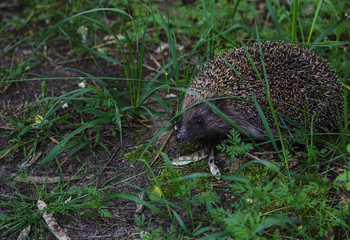 Gray Hedgehog runs in green grass  in the forest. Small European mammal with spiny hairs on its back. Hedgehog in motion. Selective focus. Wildlife, nature background