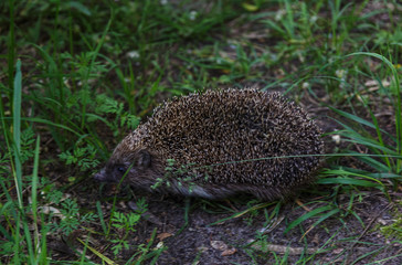 Gray Hedgehog runs in green grass  in the forest. Small European mammal with spiny hairs on its back. Hedgehog in motion. Selective focus. Wildlife, nature background