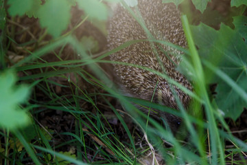 Gray Hedgehog runs in green grass  in the forest. Small European mammal with spiny hairs on its back. Hedgehog in motion. Selective focus. Wildlife, nature background
