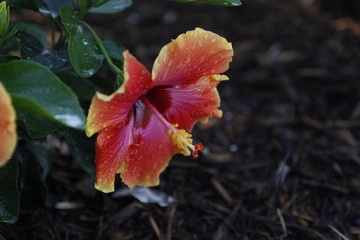 Flor Mar Pacifico