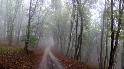 Obraz premium a road through forest with fog