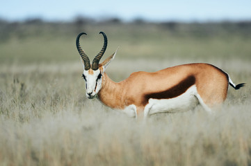 Naklejka na ściany i meble Adult male springbok (Antidorcas marsupialis) walking in the savannah.