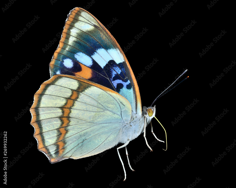 Poster butterfly (apatura schrencki) 30