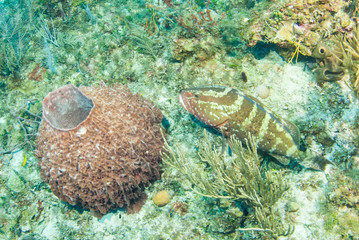 A relatively rare nassau grouper is chilling out in his temporary home on the reef near a barrel sponge. The fish has markings that enable it to blend in with the background. Shot in Grand Cayman 