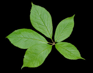 Leaf of herb (Eleutherococcus senticosus) 1