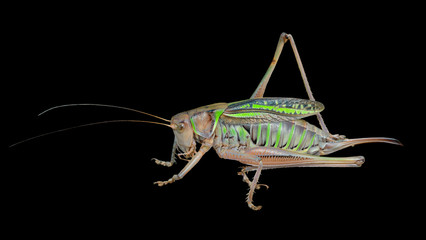Grasshopper, doe 1