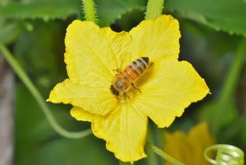 Bee on flower 1