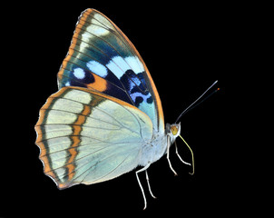 Butterfly (Apatura schrencki) 30