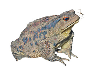 Toad (Bufo gargarizans) 27