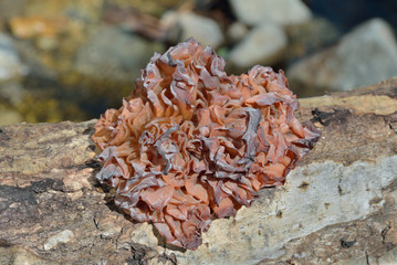 Edible mushroom (Tremella foliacea) 4