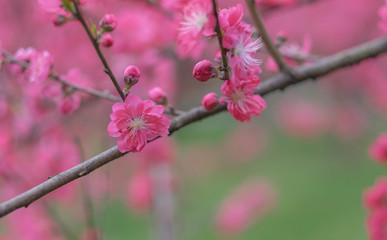 Fototapeta na wymiar Pink plum blossom is blooming in the park.