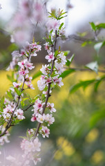 One of the pink flower plum blossoms is blooming in Botanic garden Park