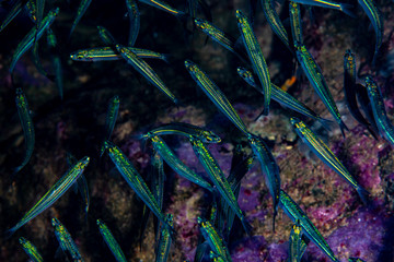 Silversides swimming in close formation
