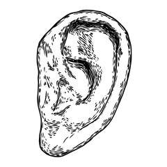 Human ear anatomy body part in engraved hand drawn style. Stylized drawing of decorative witchcraft, voodoo magic attribute. Illustration for Halloween. Vector.