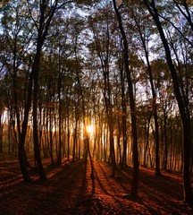 sunset seen among the trees in the forest in autumn