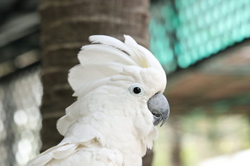 White - crested cockatoo is in the zoo