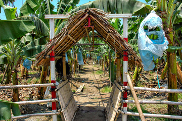 Fototapeta na wymiar Banana plantation in the Philippines