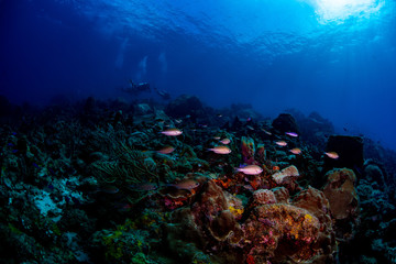 Tropical fish swimming over the reef