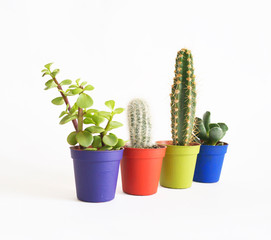 lot of cacti in colorful pots. White background. Decor for child's room. Advertising.