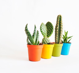 lot of cacti in colorful pots. White background. Decor for child's room. Advertising.